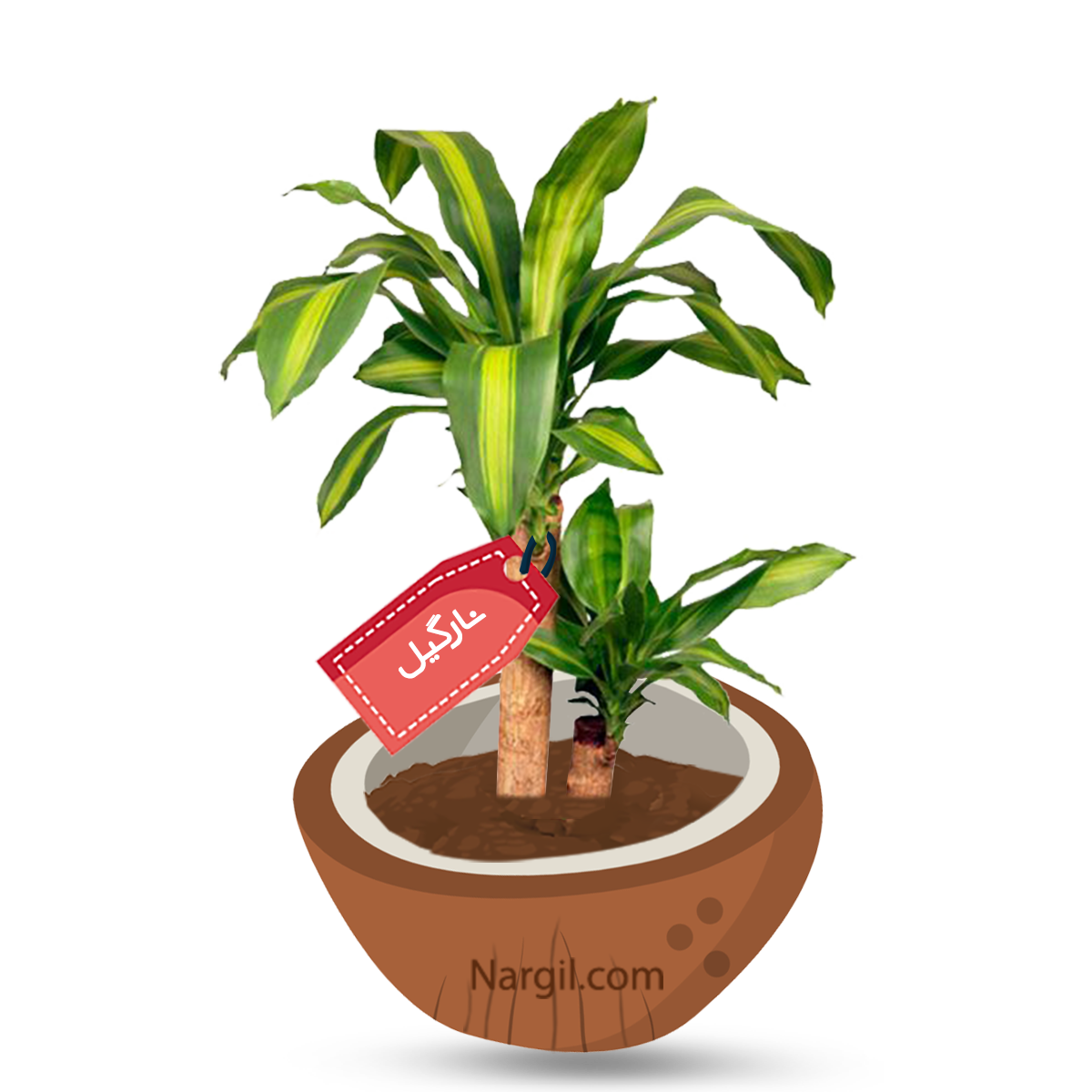 Nargil - Cornstalk Dracaena